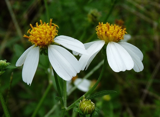 {Bidens alba}